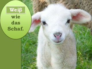 wie
das
Schaf.
Weiβ
 