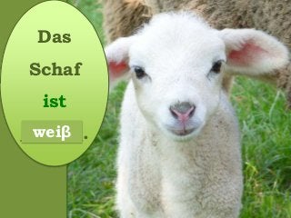 Das
Schaf
ist
_______.weiβ
 