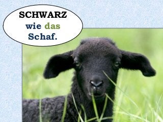 SCHWARZ
wie das
Schaf.
 