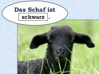 Das Schaf ist
_________ .schwarz
 