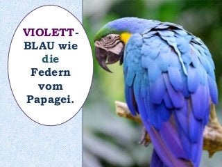 VIOLETT-
BLAU wie
die
Federn
vom
Papagei.
 
