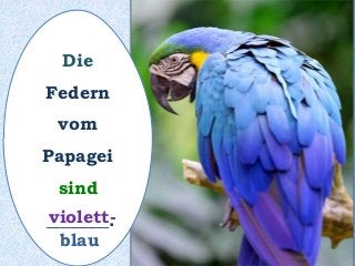 Die
Federn
vom
Papagei
sind
_______.violett-
blau
 