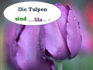 Die Tulpen
sind _______ .lila
 