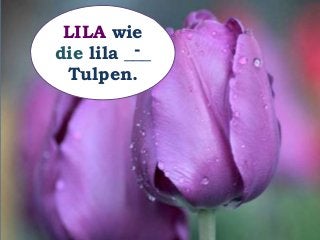 LILA wie
die lila ___
Tulpen.
-
 