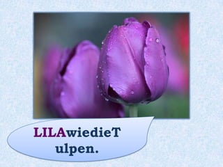 Die Blumenwiese
ist _________.violett
 