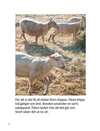 För att vi ska få ull måste fåren klippas. Fåren klipps
två gånger om året. Bonden använder en sorts
rakapparat. Fåren tycker inte att det gör ont.
Snart växer det ut ny ull.
8
 