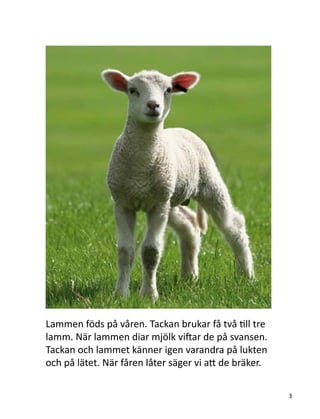 Lammen föds på våren. Tackan brukar få två till tre
lamm. När lammen diar mjölk viftar de på svansen.
Tackan och lammet känner igen varandra på lukten
och på lätet. När fåren låter säger vi att de bräker.
3
 