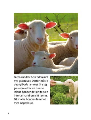 Fåren vandrar hela tiden mot
nya grästuvor. Därför måste
det nyfödda lammet lära sig
gå redan efter en timme.
Ibland händer det att tackan
inte tar hand om sitt lamm.
Då matar bonden lammet
med nappflaska.
4
 