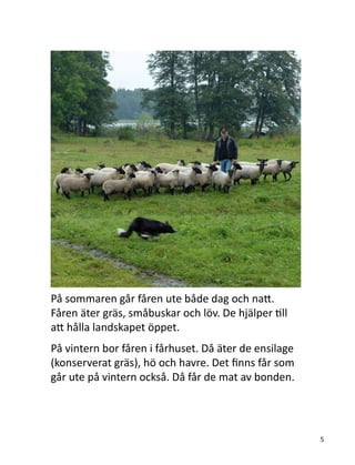 På sommaren går fåren ute både dag och natt.
Fåren äter gräs, småbuskar och löv. De hjälper till
att hålla landskapet öppet.
På vintern bor fåren i fårhuset. Då äter de ensilage
(konserverat gräs), hö och havre. Det finns får som
går ute på vintern också. Då får de mat av bonden.
5
 