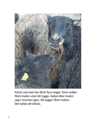 Precis som kon har fåret fyra magar. Först sväljer
fåret maten utan att tugga. Sedan åker maten
upp i munnen igen. Då tuggar fåret maten.
Det kallas att idissla.
6
 