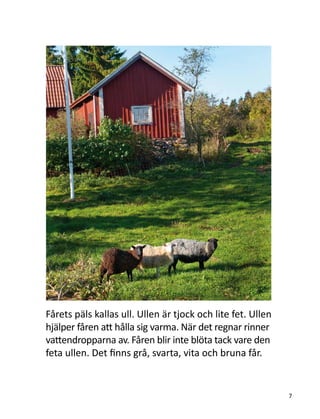 Fårets päls kallas ull. Ullen är tjock och lite fet. Ullen
hjälper fåren att hålla sig varma. När det regnar rinner
vattendropparna av. Fåren blir inte blöta tack vare den
feta ullen. Det finns grå, svarta, vita och bruna får.
7
 