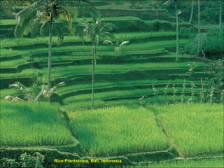 Rice Plantations, Bali, Indonesia