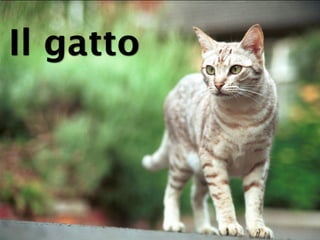 Il gatto
 