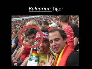 Bulgarian Tiger