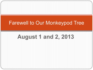 August 1 and 2, 2013
Farewell to Our Monkeypod Tree
 
