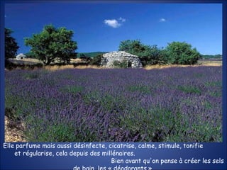 Elle parfume mais aussi désinfecte, cicatrise, calme, stimule, tonifie  et régularise, cela depuis des millénaires.  Bien avant qu'on pense à créer les sels de bain, les « déodorants », 