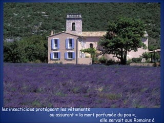 les insecticides protégeant les vêtements  ou assurant « la mort parfumée du pou »,  elle servait aux Romains à préparer leurs bains>>>> 