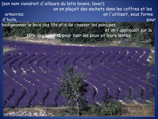 (son nom viendrait d'ailleurs du latin lavare, laver);  on en plaçait des sachets dans les coffres et les armoires;  on l'utilisait, sous forme d'huile,  pour badigeonner le bois des lits afin de chasser les punaises  et on l'appliquait sur la tête des enfants pour tuer les poux et leurs lentes. 