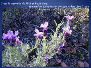 C'est la merveille du Midi en habit bleu;  son parfum suave est un don que le Bon Dieu fit à la Provence... 