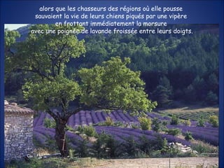 alors que les chasseurs des régions où elle pousse  sauvaient la vie de leurs chiens piqués par une vipère  en frottant immédiatement la morsure  avec une poignée de lavande froissée entre leurs doigts. 