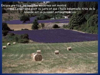 Encore une fois, les analyses modernes ont montré  que l'empirisme avait vu juste et que l'huile essentielle tirée de la lavande est un puissant antiseptique >>>> 