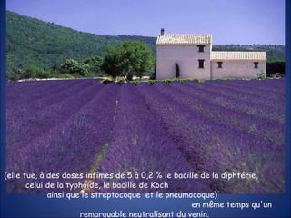 (elle tue, à des doses infimes de 5 à 0,2 % le bacille de la diphtérie,  celui de la typhoïde, le bacille de Koch  ainsi que le streptocoque  et le pneumocoque)  en même temps qu'un remarquable neutralisant du venin.   