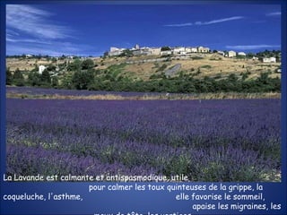 La Lavande est calmante et antispasmodique, utile  pour calmer les toux quinteuses de la grippe, la coqueluche, l'asthme,  elle favorise le sommeil,  apaise les migraines, les maux de tête, les vertiges . 