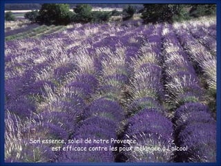 Son essence, soleil de notre Provence,  est efficace contre les poux mélangée à l'alcool 