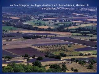en friction pour soulager douleurs et rhumatismes, stimuler la circulation  ; 