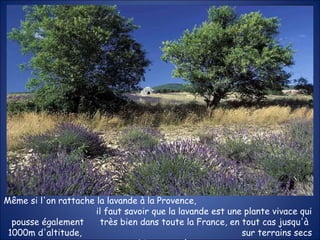 Même si l'on rattache la lavande à la Provence,  il faut savoir que la lavande est une plante vivace qui pousse également  très bien dans toute la France, en tout cas jusqu'à 1000m d'altitude,  sur terrains secs et bien exposés. 