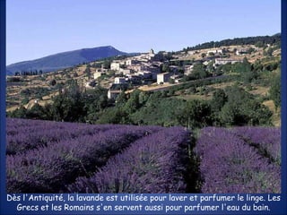 Dès l'Antiquité, la lavande est utilisée pour laver et parfumer le linge. Les Grecs et les Romains s'en servent aussi pour parfumer l'eau du bain. 