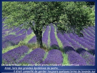 On lui attribuait des propriétés protectrices et purificatrices.  Ainsi, lors des grandes épidémies de peste,  il était conseillé de garder toujours quelques brins de lavande sur soi. 