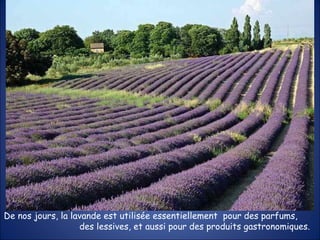 De nos jours, la lavande est utilisée essentiellement  pour des parfums,  des lessives, et aussi pour des produits gastronomiques. 