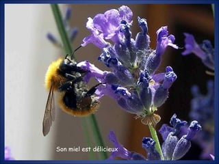 Son miel est délicieux 