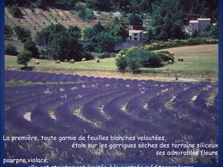 La première, toute garnie de feuilles blanches veloutées,  étale sur les garrigues sèches des terrains siliceux  ses admirables fleurs pourpre violacé;  elle est strictement limitée à la contrée méditerranéenne. 