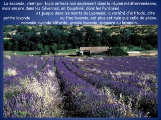 La seconde, vient par tapis entiers non seulement dans la région méditerranéenne, mais encore dans les Cévennes, en Dauphiné, dans les Pyrénées  et jusque dans les monts du Lyonnais; la variété d'altitude, dite petite lavande  ou fine lavande, est plus estimée que celle de plaine, nommée lavande bâtarde, grosse lavande, spigoure ou lavandin... 