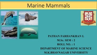 Marine Mammals
PATHAN FARHANKHAN I.
M.Sc. SEM : 2
ROLL NO. : 1
DEPARTMENT OF MARINE SCIENCE
M.K.BHAVNAGAR UNIVERSITY 1
 