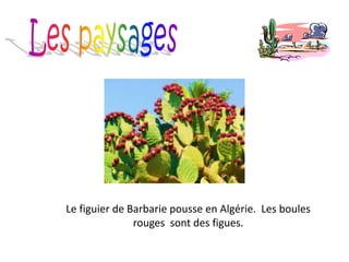 Le figuier de Barbarie pousse en Algérie. Les boules
rouges sont des figues.