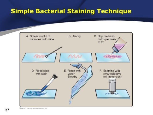 Faridchapter4microbiology