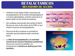Inhibición de las transpeptidasas
por acción de los BLs
BETALACTAMICOS
BETALACTAMICOS
MECANISMO DE ACCION
MECANISMO DE ACCION
• Inhibición de las etapas finales (reacciones de
transpeptidación) de la síntesis del peptidoglicano
o mureína (glicopéptido), polímero esencial en la
pared celular de casi todas las bacterias.
• Son análogos estructurales del sustrato D-Ala-D-
Ala que se unen al sitio activo de las PBP, lo que
inhibe la reacción de transpeptidación.
• Para que los BLs muestren su actividad es
necesario que las bacterias estén creciendo
activo.
• La falta de transpeptidación y la actividad
normal de las mureína hidrolasas (autolisinas)
hace que la mureína se debilite y en
consecuencia la bacteria se destruya por lisis
osmótica.
 