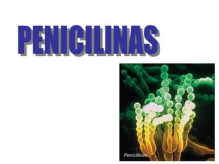 Penicillium
 