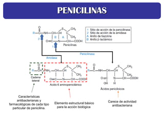 PENICILINAS
PENICILINAS
Características
antibacterianas y
farmacológicas de cada tipo
particular de penicilina.
Elemento estructural básico
para la acción biológica
Cadena
lateral
Acido 6 aminopenicilánico
Carece de actividad
antibacteriana
 