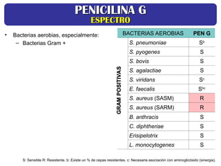 BACTERIAS AEROBIAS PEN G
S. pneumoniae Sb
S. pyogenes S
S. bovis S
S. agalactiae S
S. viridans Sc
E. faecalis Sbc
S. aureus (SASM) R
S. aureus (SARM) R
B. anthracis S
C. diphtheriae S
Erisipelotrix S
L. monocytogenes S
GRAM
POSITIVAS
GRAM
POSITIVAS
• Bacterias aerobias, especialmente:
– Bacterias Gram +
PENICILINA G
PENICILINA G
ESPECTRO
ESPECTRO
S: Sensible R: Resistente. b: Existe un % de cepas resistentes. c: Necesaria asociación con aminoglicósido (sinergia).
 