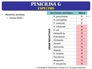 BACTERIAS AEROBIAS PEN G
N. gonorrhoeae Sb
N. meningitidis Sb
P. multocida Sb
H. influenzae R
E. coli R
Klebsiella sp. R
Enterobacter R
Citrobacter R
Serratia R
Salmonella R
Shigella R
P. mirabilis R
Providencia R
Morganella R
P. aeruginosa R
GRAM
NEGATIVAS
GRAM
NEGATIVAS
S: Sensible R: Resistente b: Existe un % de cepas resistentes
• Bacterias aerobias:
– Cocos Gram -
PENICILINA G
PENICILINA G
ESPECTRO
ESPECTRO
 