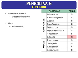 BACTERIAS PEN G
Actinomyces S
P. melaninogenica S
C. tetani S
C. perfringens S
Peptococcus S
Peptostreptococcus S
F. nucleatum S
B. fragilis R
Treponemas S
Lestospiras S
B. burgdoferi S
B. recurrentis S
• Anaerobios estrictos
– Excepto Bacteroides.
• Otros:
– Espiroquetas.
ANAEROBIAS
ANAEROBIAS
OTRAS
OTRAS
PENICILINA G
PENICILINA G
ESPECTRO
ESPECTRO
 