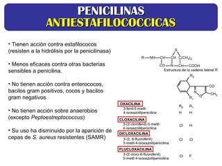 OXACILINA
OXACILINA
CLOXACILINA
CLOXACILINA
DICLOXACILINA
DICLOXACILINA
FLUCLOXACILINA
FLUCLOXACILINA
• Tienen acción contra estafilococos
(resisten a la hidrólisis por la penicilinasa)
• Menos eficaces contra otras bacterias
sensibles a penicilina.
• No tienen acción contra enterococos,
bacilos gram positivos, cocos y bacilos
gram negativos
• No tienen acción sobre anaerobios
(excepto Peptoestreptococcus)
• Su uso ha disminuido por la aparición de
cepas de S. aureus resistentes (SAMR)
PENICILINAS
PENICILINAS
ANTIESTAFILOCOCCICAS
ANTIESTAFILOCOCCICAS
 