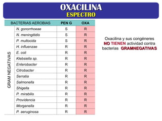 GRAM
NEGATIVAS
BACTERIAS AEROBIAS PEN G OXA
N. gonorrhoeae S R
N. meningitidis S R
P. multocida S R
H. influenzae R R
E. coli R R
Klebsiella sp. R R
Enterobacter R R
Citrobacter R R
Serratia R R
Salmonella R R
Shigella R R
P. mirabilis R R
Providencia R R
Morganella R R
P. aeruginosa R R
Oxacilina y sus congéneres
NO
NO TIENEN actividad contra
bacterias GRAMNEGATIVAS
GRAMNEGATIVAS
OXACILINA
OXACILINA
ESPECTRO
ESPECTRO
 