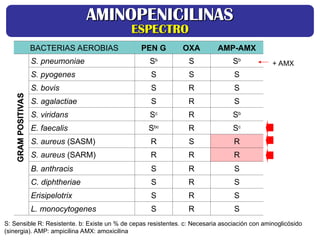 GRAM
POSITIVAS
GRAM
POSITIVAS
BACTERIAS AEROBIAS PEN G OXA AMP-AMX
S. pneumoniae Sb
S Sb
S. pyogenes S S S
S. bovis S R S
S. agalactiae S R S
S. viridans Sc
R Sb
E. faecalis Sbc
R Sc
S. aureus (SASM) R S R
S. aureus (SARM) R R R
B. anthracis S R S
C. diphtheriae S R S
Erisipelotrix S R S
L. monocytogenes S R S
S: Sensible R: Resistente. b: Existe un % de cepas resistentes. c: Necesaria asociación con aminoglicósido
(sinergia). AMP: ampicilina AMX: amoxicilina
AMINOPENICILINAS
AMINOPENICILINAS
ESPECTRO
ESPECTRO
+ AMX
 