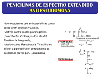 TICARCILINA
TICARCILINA
PIPERACILINA
PIPERACILINA
• Menos potentes que aminopenicilinas contra
cocos Gram positivos y Listeria.
• Activas contra bacilos gramnegativos
(Enterobacter, Proteus positivo al indol,
Providencia, Morganella).
• Acción contra Pseudomona. Ticarcilina es
inferior a piperacilina en el tratamiento de
infecciones graves por P. aeruginosa
PENICILINAS DE ESPECTRO EXTENDIDO
PENICILINAS DE ESPECTRO EXTENDIDO
ANTIPSEUDOMONA
ANTIPSEUDOMONA
 