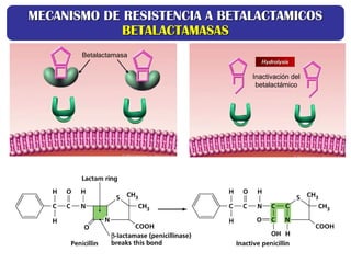 Betalactamasa
Inactivación del
betalactámico
MECANISMO DE RESISTENCIA A BETALACTAMICOS
MECANISMO DE RESISTENCIA A BETALACTAMICOS
BETALACTAMASAS
BETALACTAMASAS
 